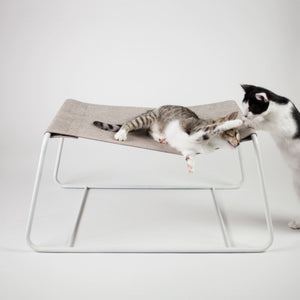 Zwei Katzen spielen auf der beigen FLOAT Hängematte mit weißem Gestell, Studioaufnahme