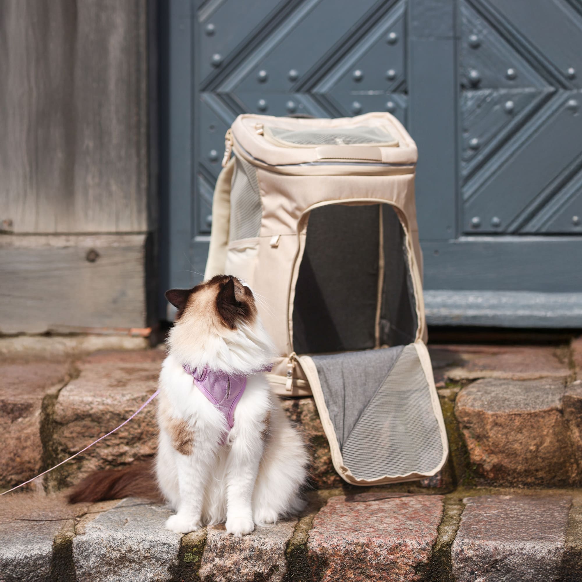 Zaino per gatti HOP-ON in sabbia, gatto Ragdoll con pettorina viola seduto davanti, ciottolato storico