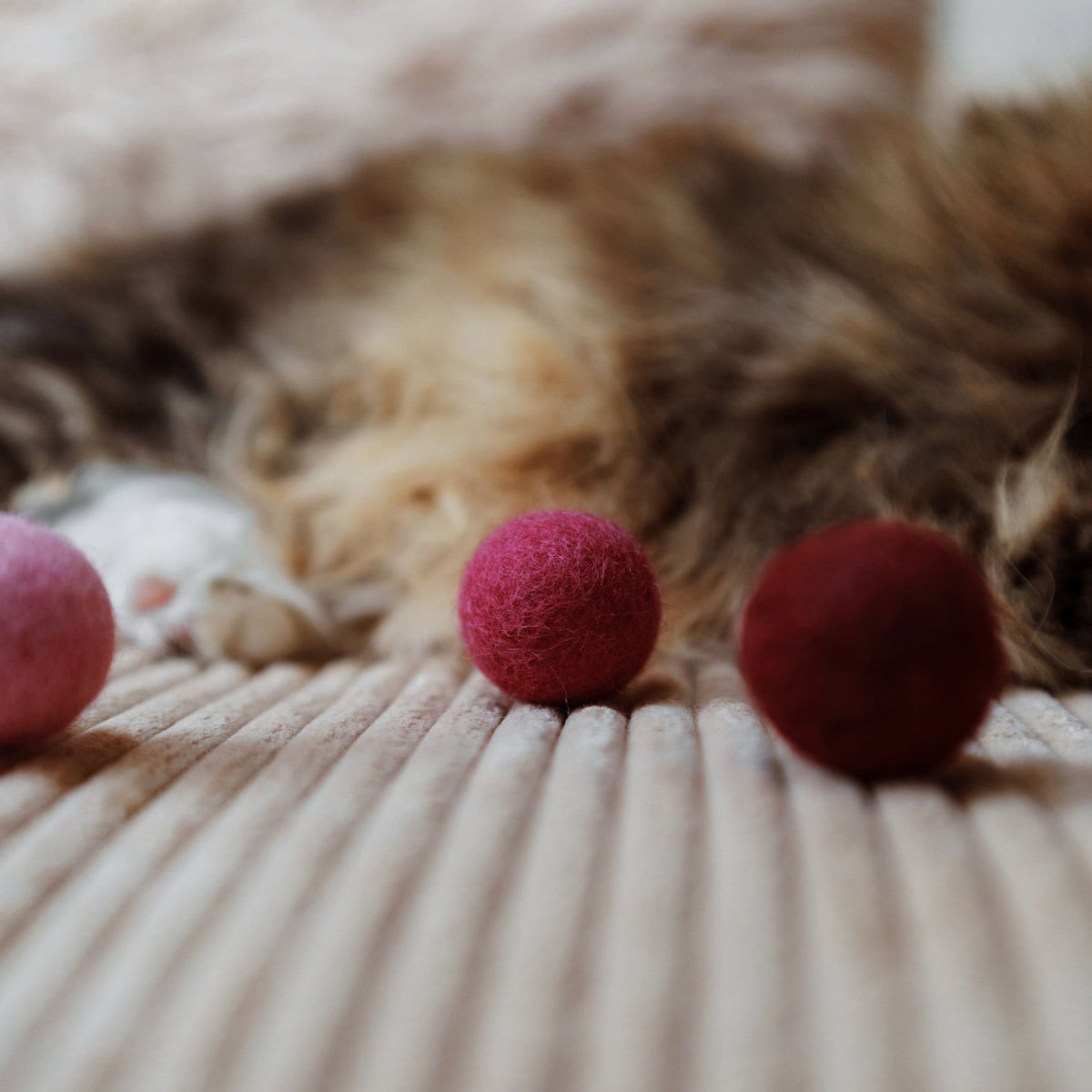 Palline di feltro MAGIC MAGENTA accanto a un gatto addormentato