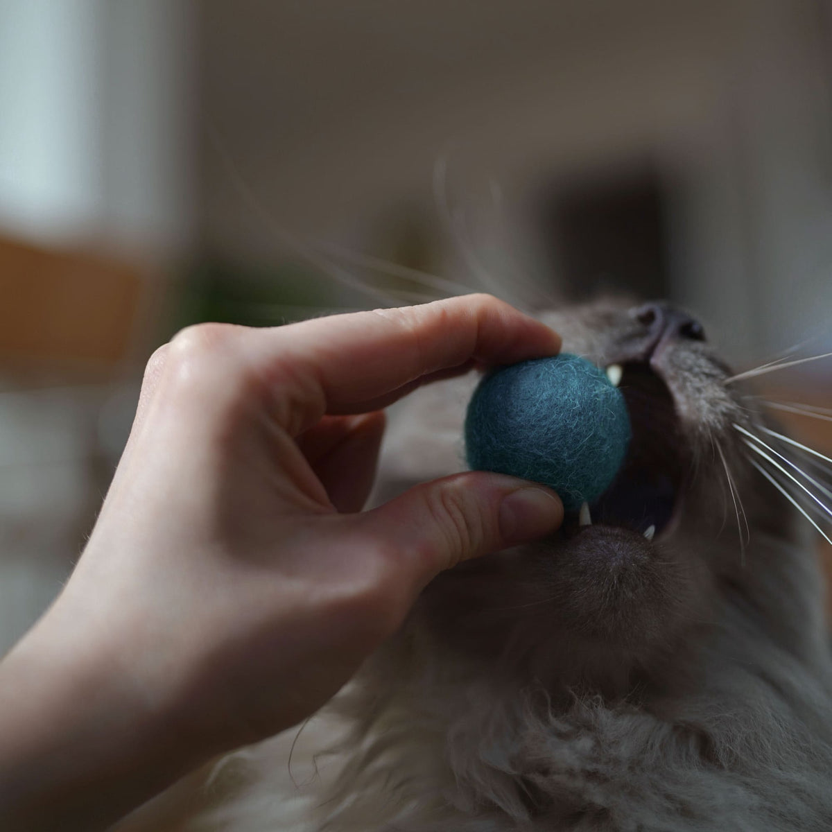 Gatto tiene una pallina di feltro OCEAN VIBES in bocca