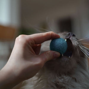 Gatto tiene una pallina di feltro OCEAN VIBES in bocca
