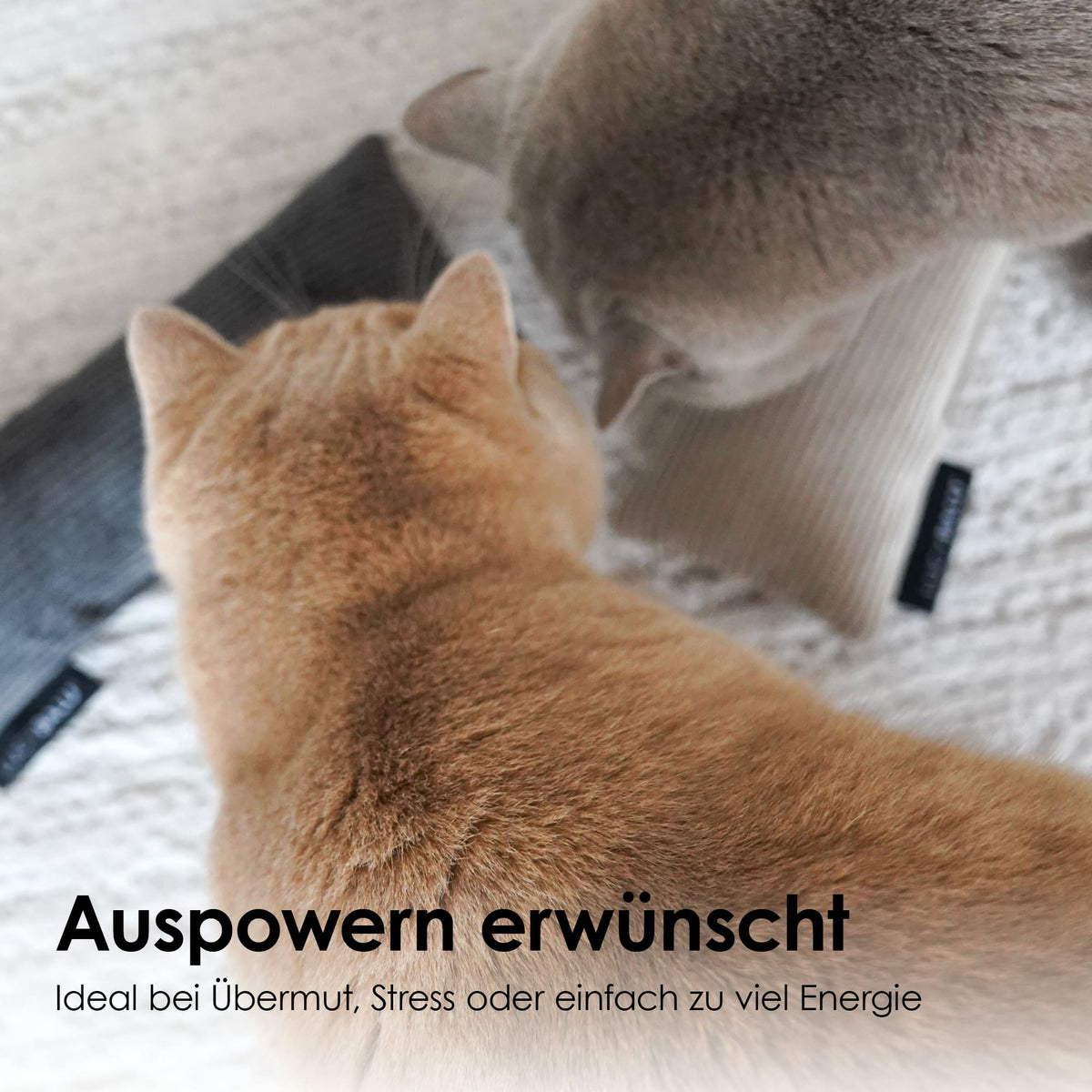 Orange und graue Katze stehen neben Cord KICK BUNNY Kissen mit Katzenminze auf Teppich