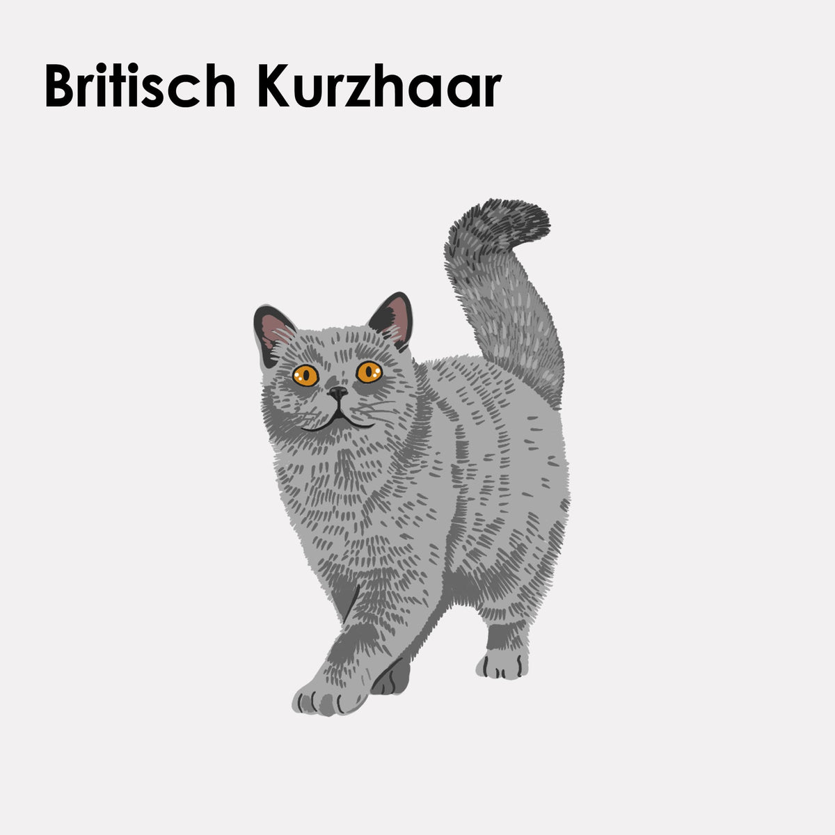 Adesivo in feltro STICKY CATS con motivo British Shorthair