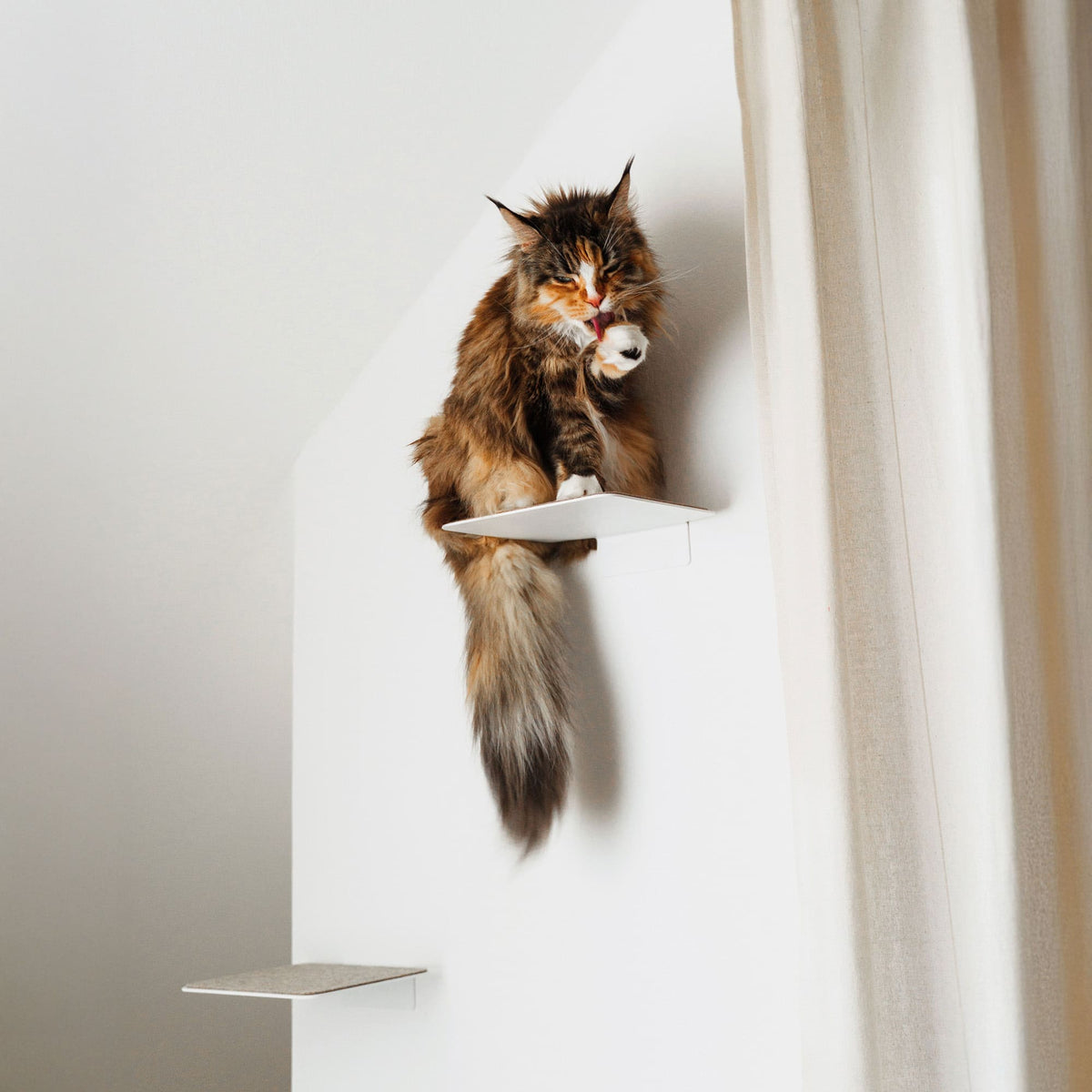 Chat à poil long faisant sa toilette sur une marche murale STEPS, rideau en arrière-plan