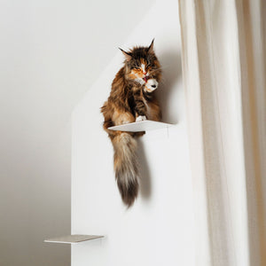 Chat à poil long faisant sa toilette sur une marche murale STEPS, rideau en arrière-plan