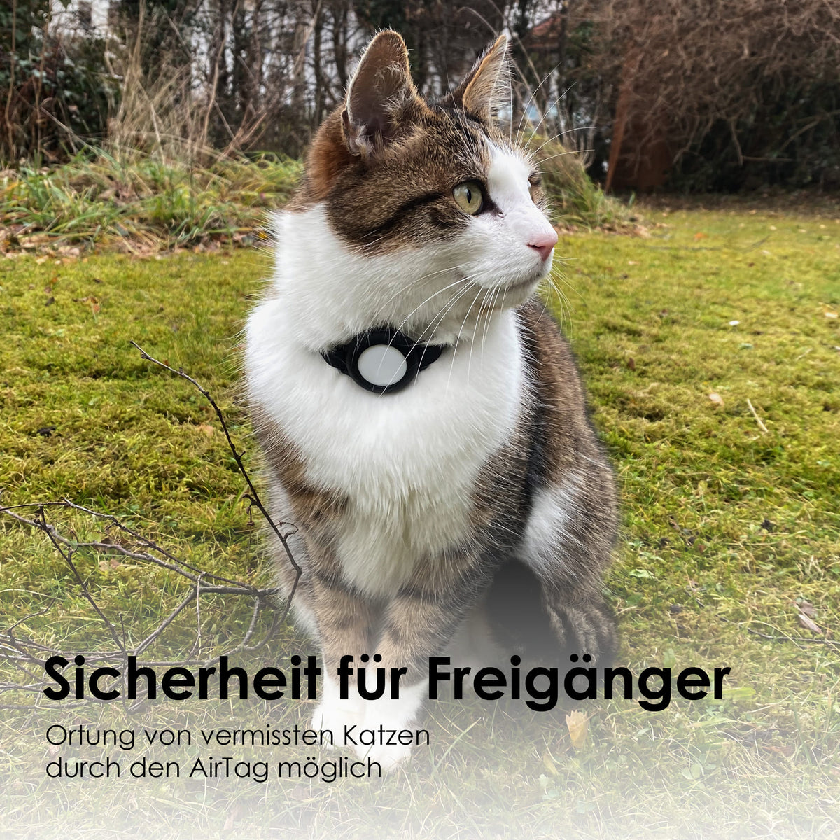 Getigerte Katze mit schwarzem NEMO AirTag Halsband auf Wiese, Sicherheit für Freigänger