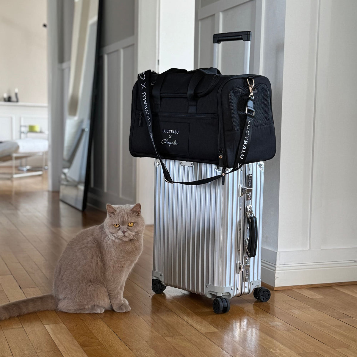 Graue Katze sitzt neben Rollkoffer mit schwarzer CHECK-IN Transporttasche Choupette Edition obenauf