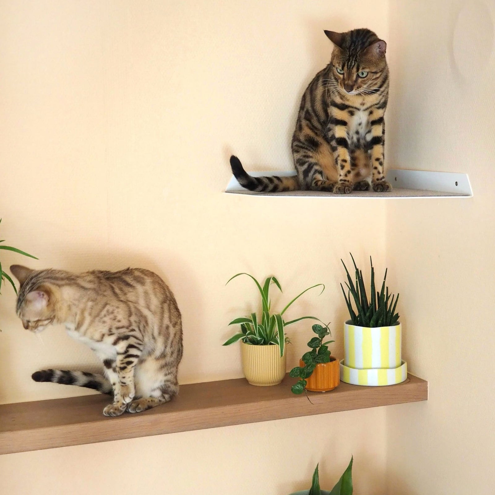 Zwei Bengalkatzen auf weißer CORNER Eckliege und Wandregal mit Pflanzen
