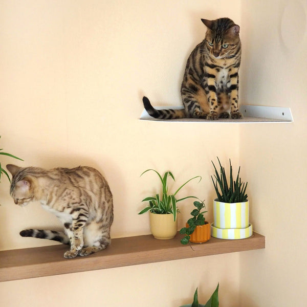 Zwei Bengalkatzen auf weißer CORNER Eckliege und Wandregal mit Pflanzen
