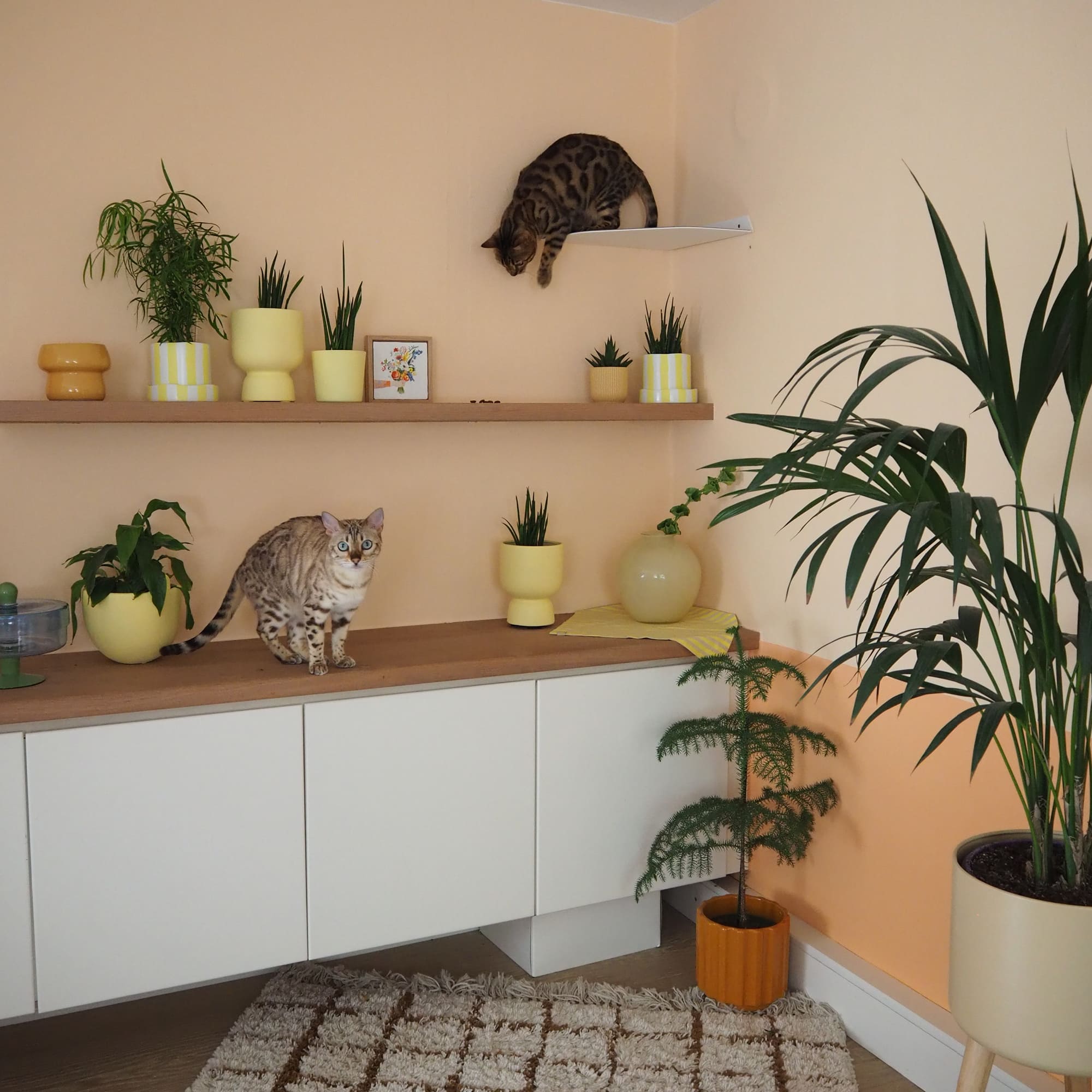 Katze springt von der CORNER Eckliege auf ein Sideboard mit Pflanzen
