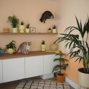 Un chat sautant de l'étagère d'angle CORNER sur un buffet avec plantes