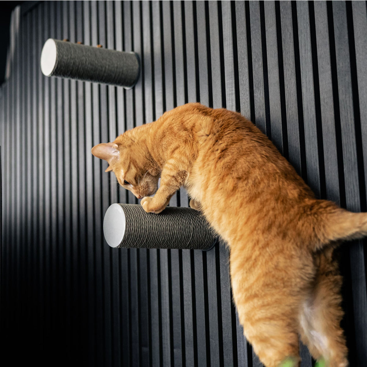 Tiragraffi JUMPER LITE in antracite: gatto rosso che scende arrampicandosi tra due tiragraffi a parete