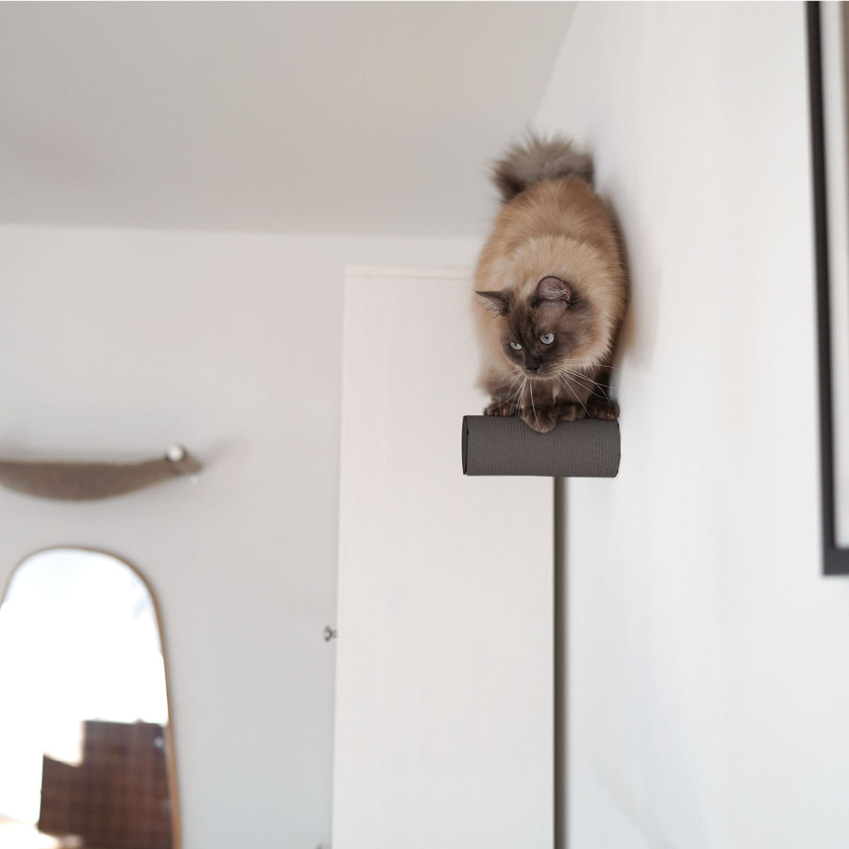 Tiragraffi JUMPER LITE in antracite, gatto siamese in piedi attento sul tiragraffi a parete