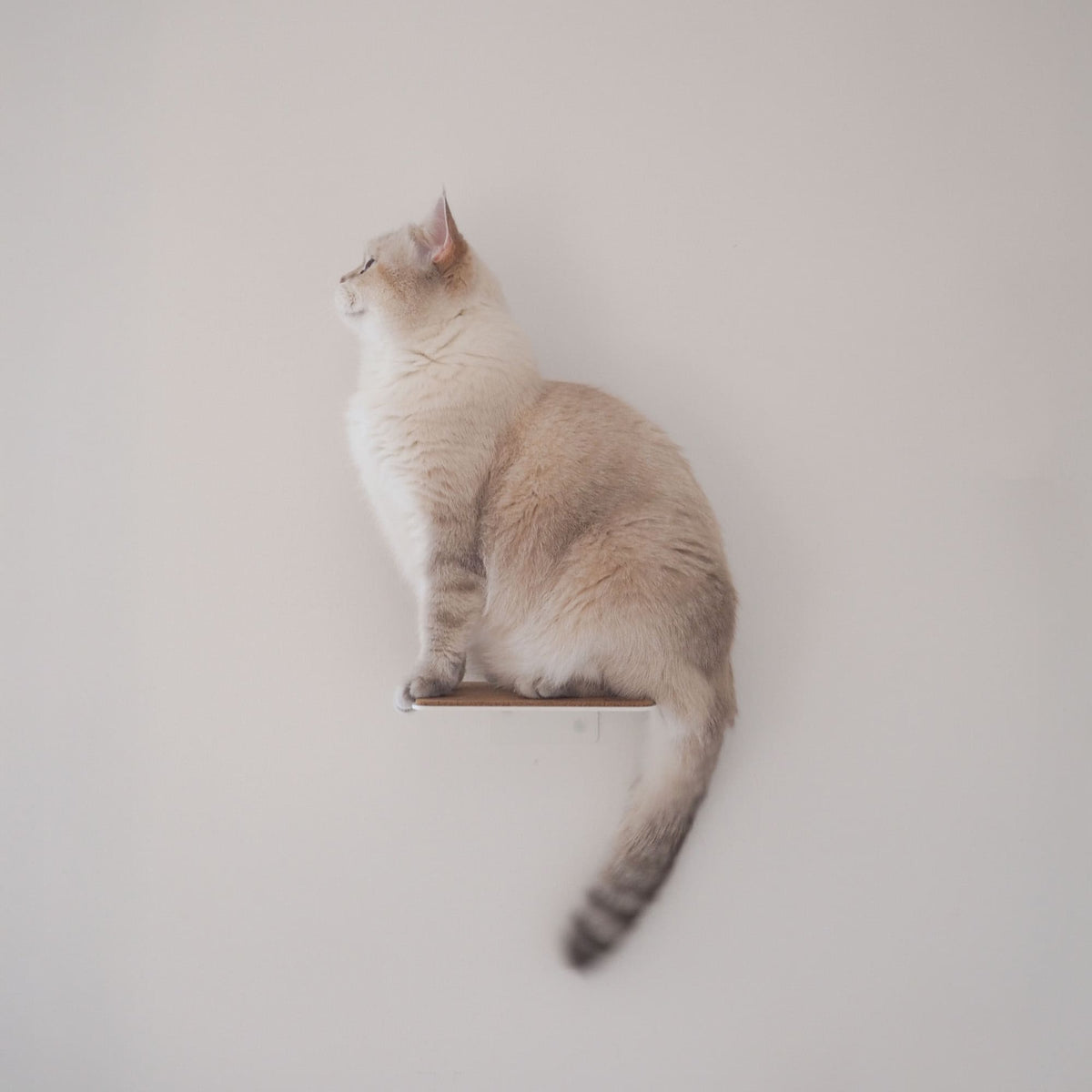 Chat crème assis sur une marche murale STEPS, regardant vers le haut