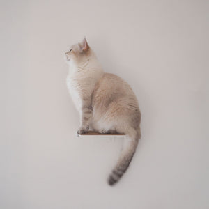 Chat crème assis sur une marche murale STEPS, regardant vers le haut