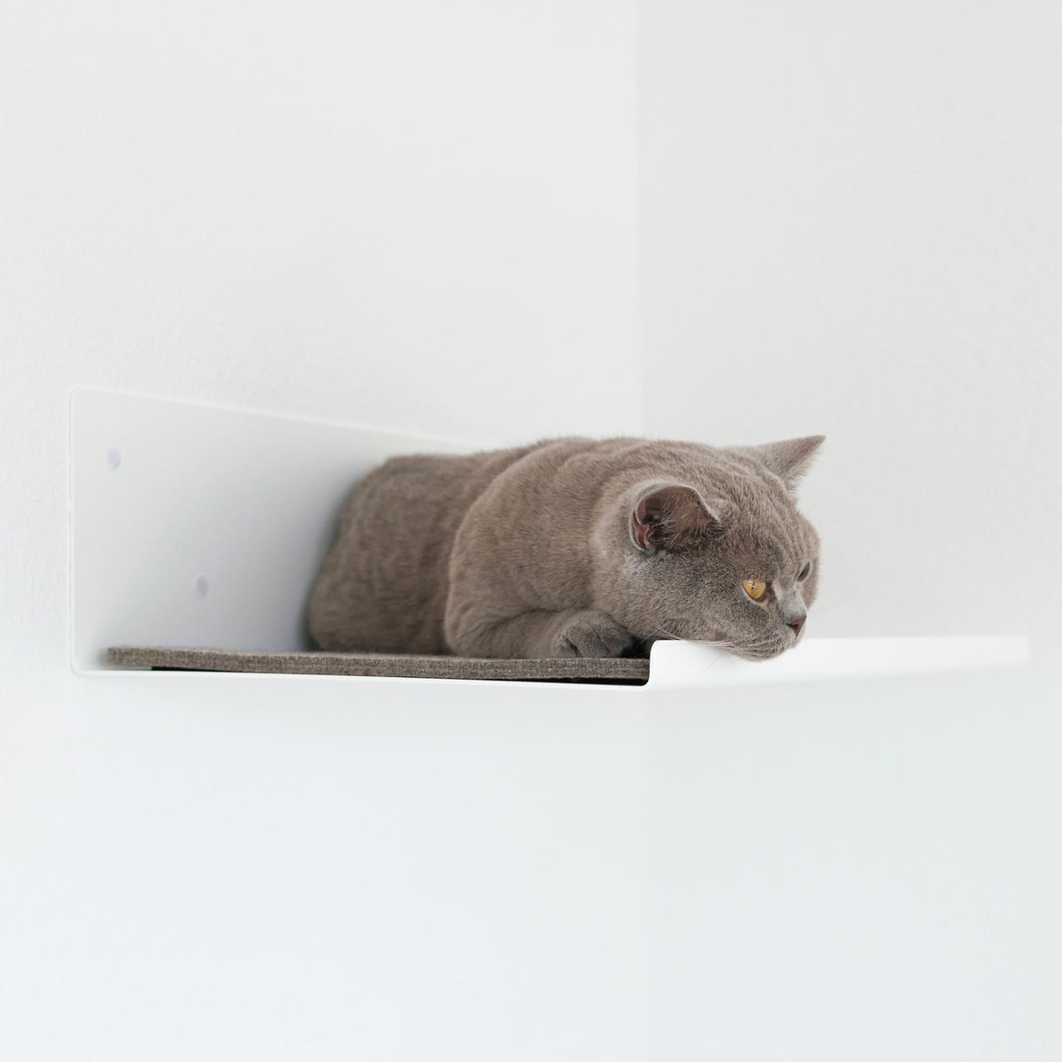 Gatto grigio sdraiato sulla mensola a parete STRAIGHT in bianco – montaggio ad angolo minimalista.