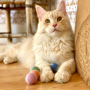Gatto sdraiato accanto alle palline di feltro RAINBOW BALLS vicino al tiragraffi