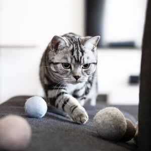 Gatto gioca con le palline di feltro SOUND BALLS con campanellino in colori pastello