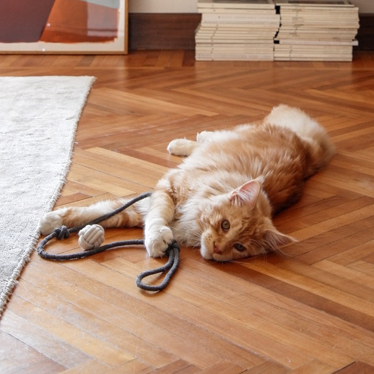Gatto sdraiato con il gioco da lancio KNOT BALLS antracite e bianco su pavimento in legno