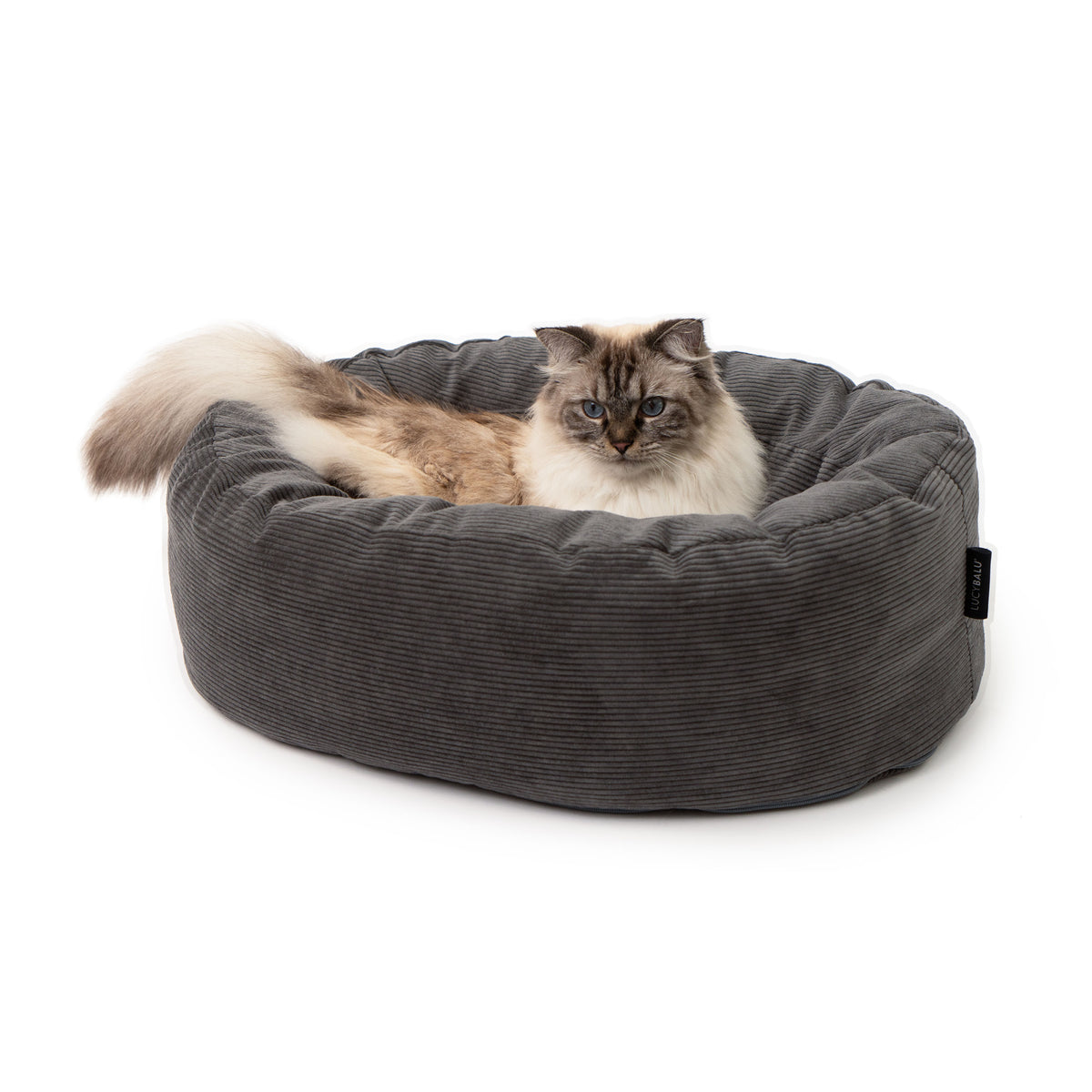 Cuccia per gatti DINGHY in antracite, gatto Ragdoll seduto dentro, foto in studio