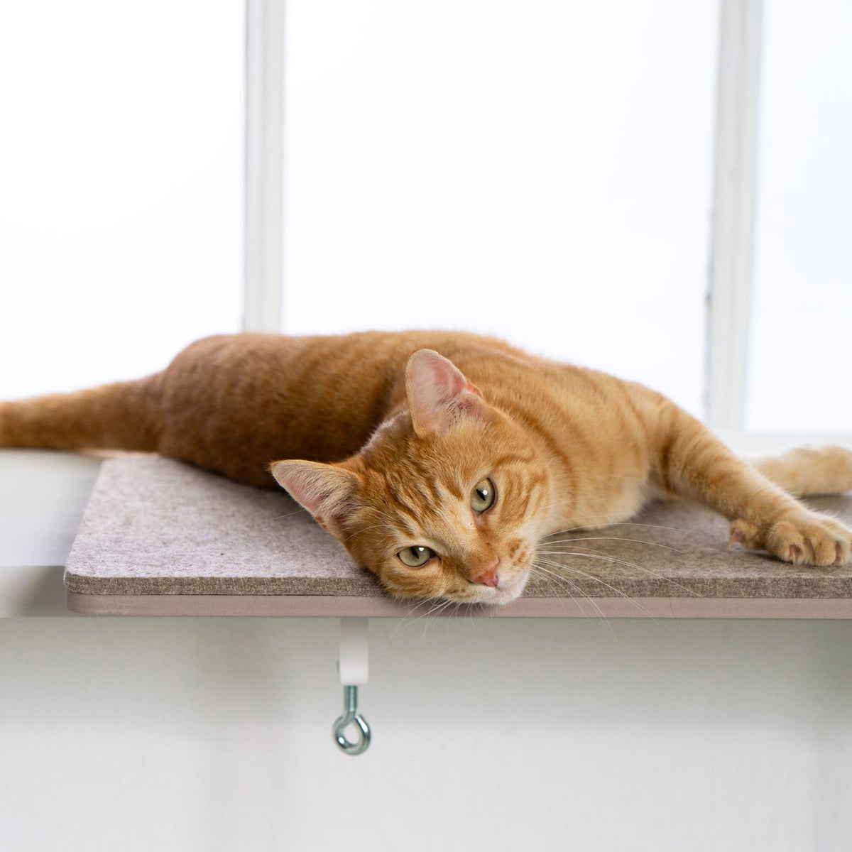 Orangefarbene Katze liegt entspannt auf der VIEW Fensterbankliege am Fenster.