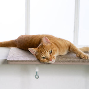 Orangefarbene Katze liegt entspannt auf der VIEW Fensterbankliege am Fenster.