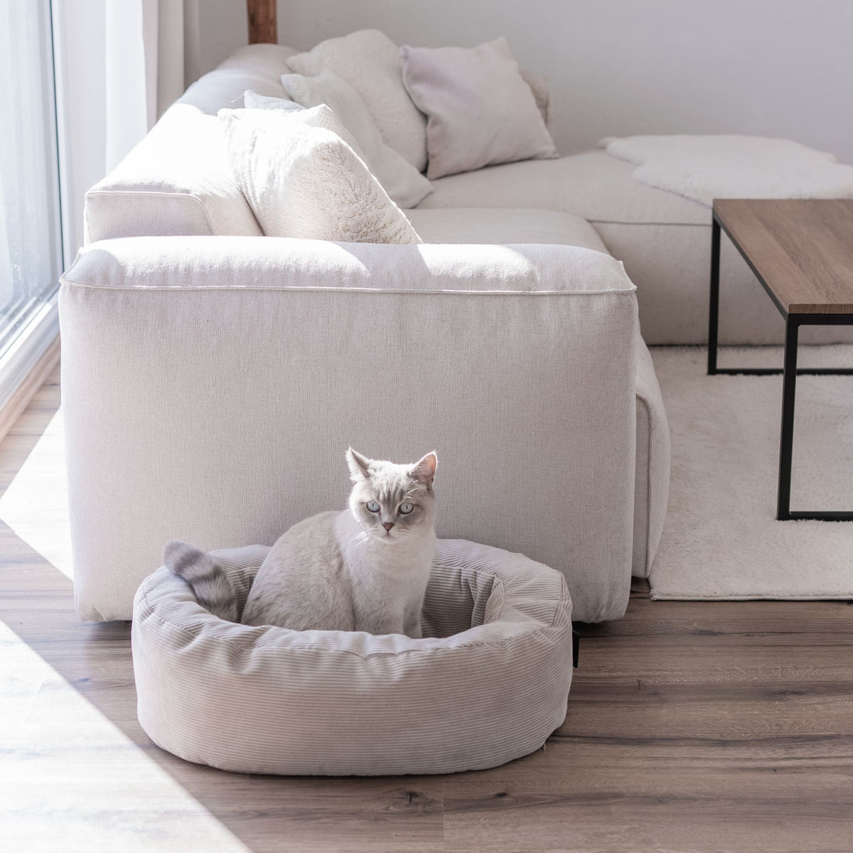 DINGHY Katzenbett in Sand, Katze sitzt darin im Wohnzimmer