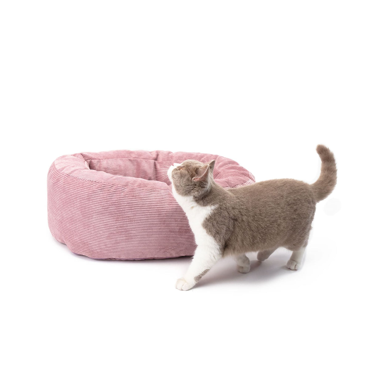 Graue Katze steht neben rosa DINGHY Katzenbett Hello Kitty Edition und blickt nach oben