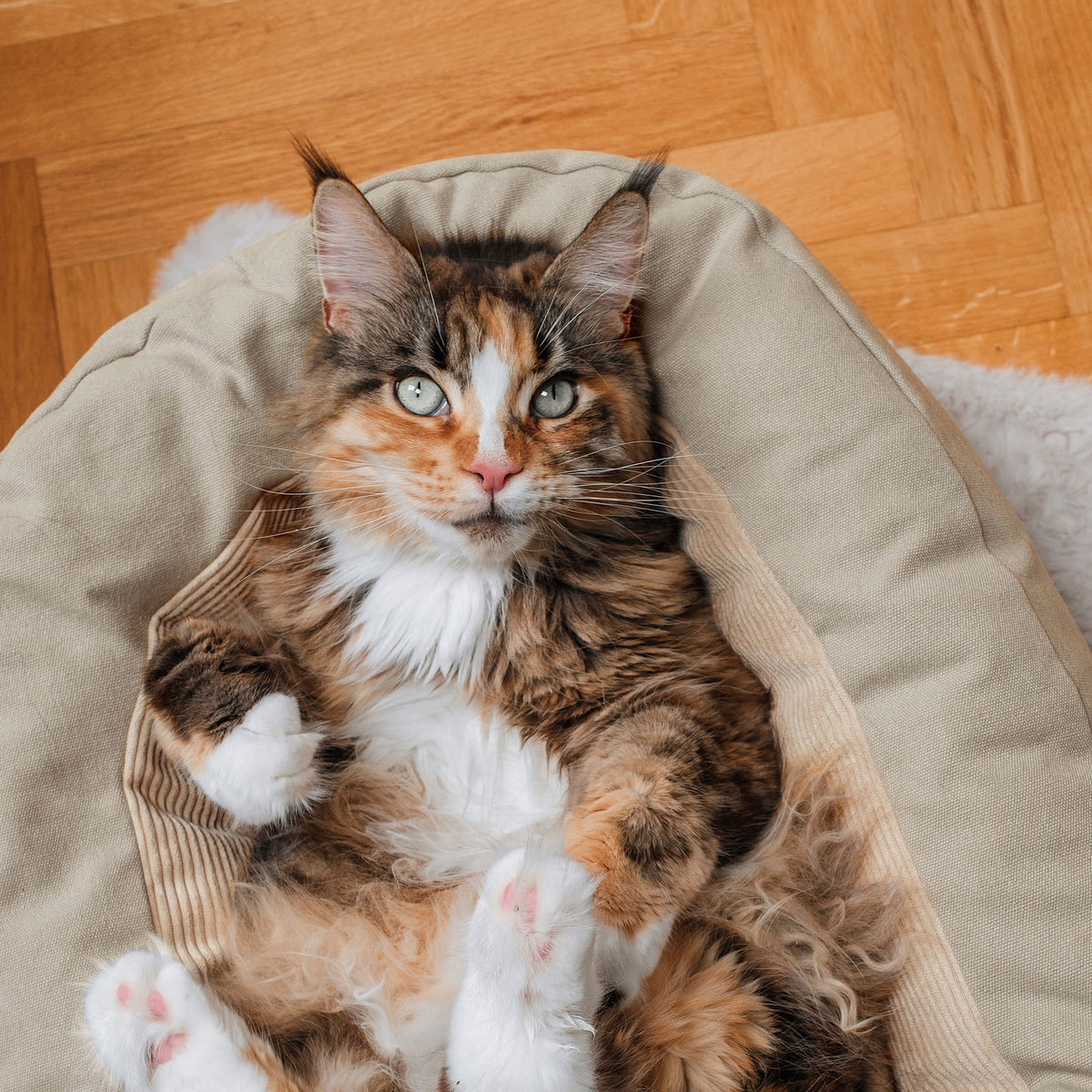 Katzenbett mit Katze in sand