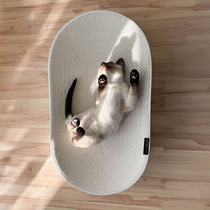 Lit à griffer pour chat SCRATCHBED en blanc, un chaton siamois allongé sur le dos, joueur, dans la lumière du soleil