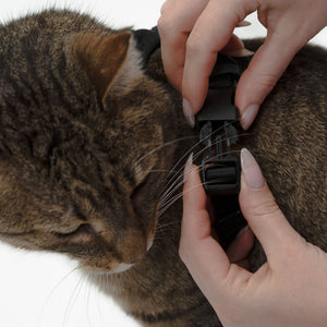 Pettorina per gatti EXPLORER in nero: primo piano durante l'aggancio della fibbia di sicurezza su un gatto tigrato