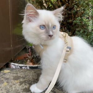 Pettorina per gatti EXPLORER in sabbia con guinzaglio, un cucciolo Ragdoll bianco in giardino