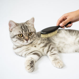 Un chat tigré brossé sur le dos avec la brosse FIGARO noire