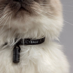 Foto dettagliata: gatto che indossa un collare in nylon nero con capsula di contatto di LucyBalu.