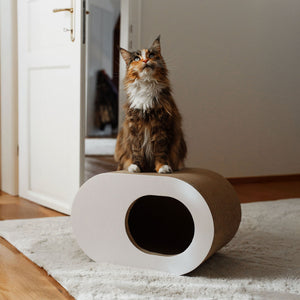 PAPERCAVE Katzenhöhle, getigerte Katze sitzt oben auf der Höhle