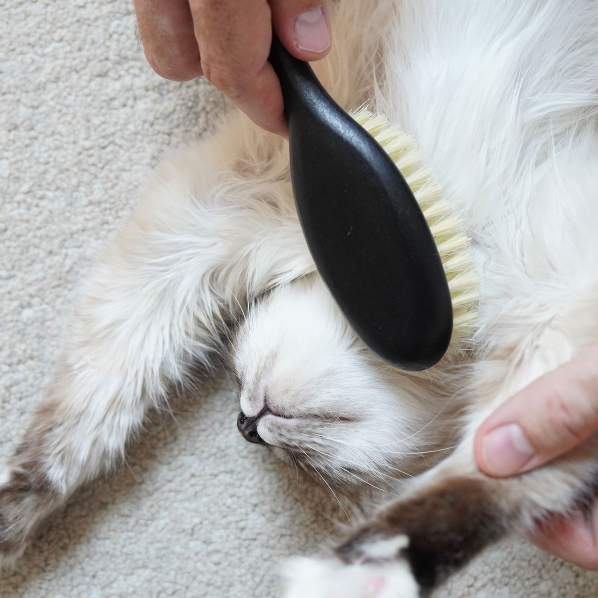Une personne brossant le ventre d'un chat à poil long brun clair avec la brosse FIGARO noire