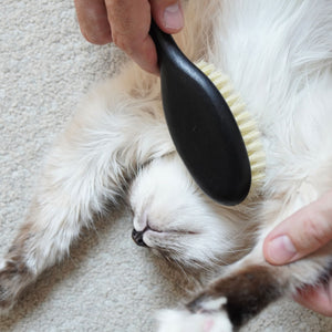 Une personne brossant le ventre d'un chat à poil long brun clair avec la brosse FIGARO noire