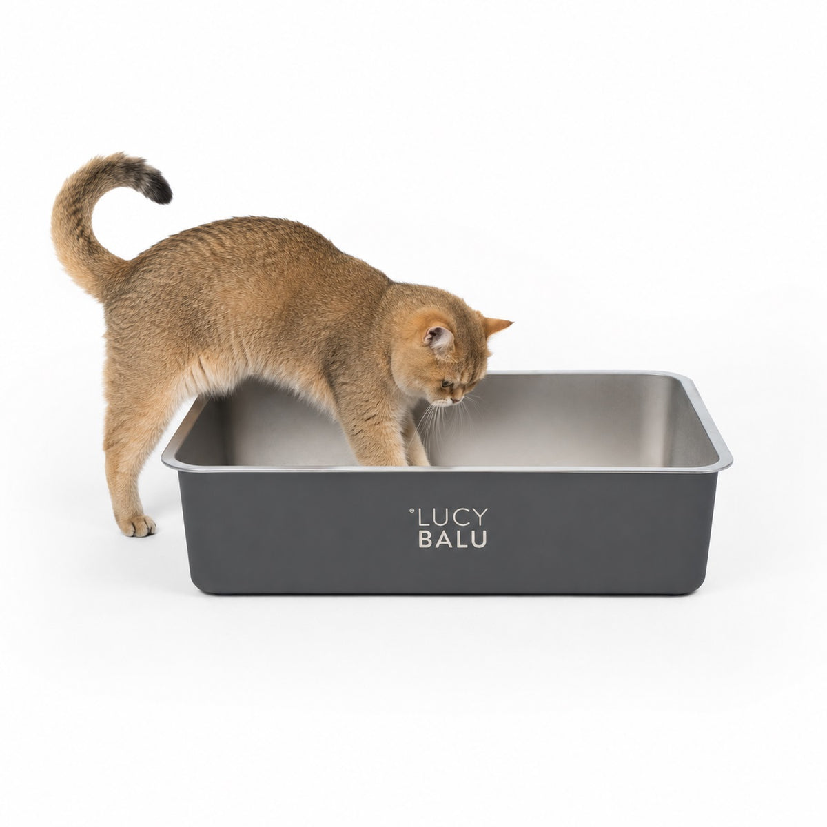 Lettiera STEELOO in acciaio inox, antracite, gatto seduto davanti