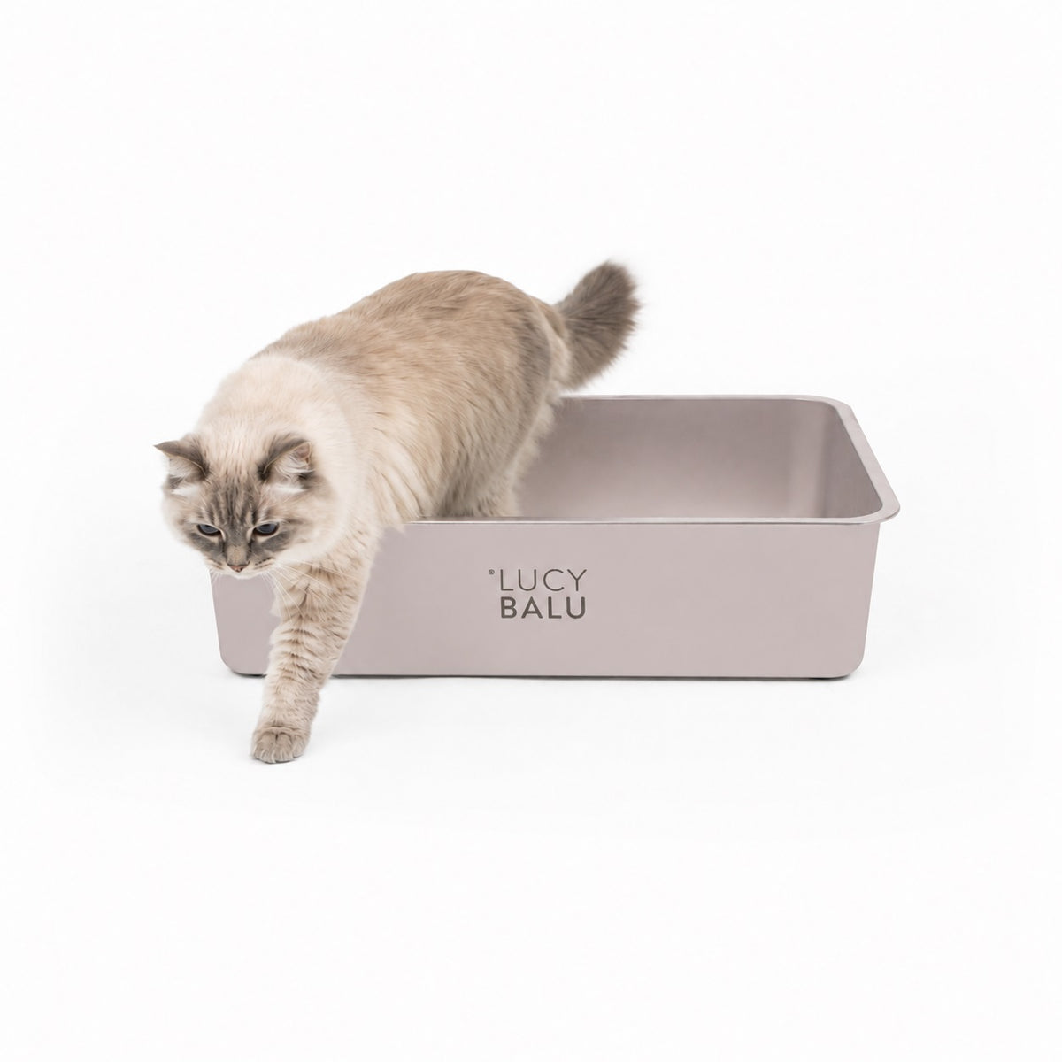 Lettiera STEELOO in acciaio inox, sabbia, gatto seduto davanti