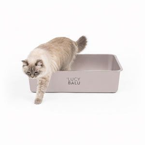 Lettiera STEELOO in acciaio inox, sabbia, gatto seduto davanti