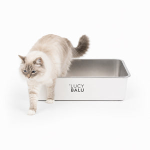 Lettiera STEELOO in acciaio inox, bianca, gatto seduto davanti