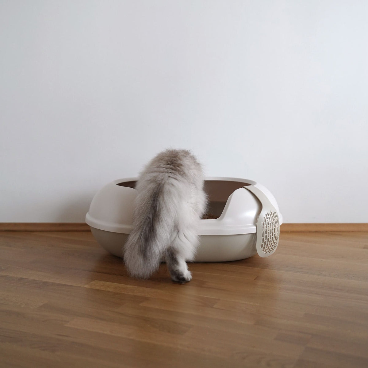 Gatto a pelo lungo che entra nella lettiera ARENA beige senza coperchio, con bordo alto