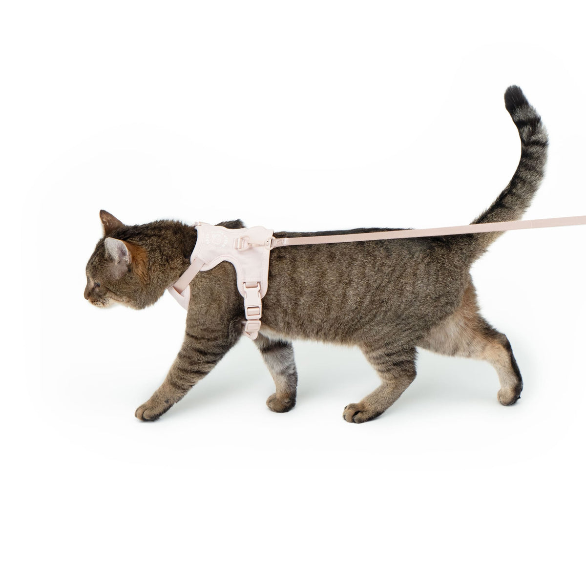 Getigerte Katze läuft an Leine mit rosa EXPLORER Katzengeschirr Hello Kitty Edition
