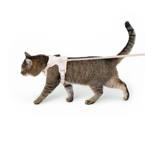 Getigerte Katze läuft an Leine mit rosa EXPLORER Katzengeschirr Hello Kitty Edition