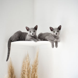 Deux chatons gris allongés ensemble sur l'étagère d'angle CORNER blanche