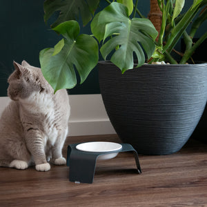 Gatto seduto accanto a una pianta verde davanti alla ciotola DELI color antracite con vaschetta bianca su pavimento in legno