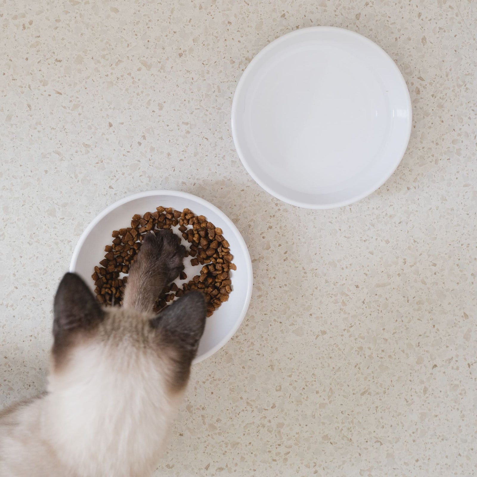 Katze frisst aus BOWL Melamin Katzennapf mit Trockenfutter, daneben leerer Napf für Wasser