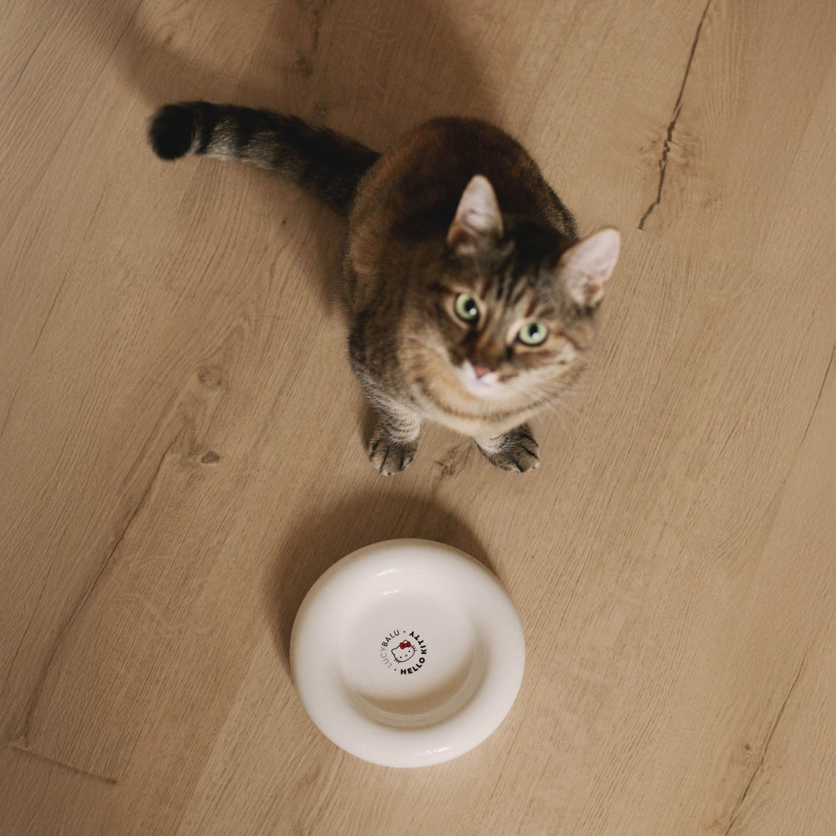 Katze sitzt neben leerem weißem DROP Katzennapf - Hello Kitty Edition auf Holzboden