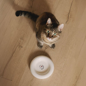 Katze sitzt neben leerem weißem DROP Katzennapf - Hello Kitty Edition auf Holzboden