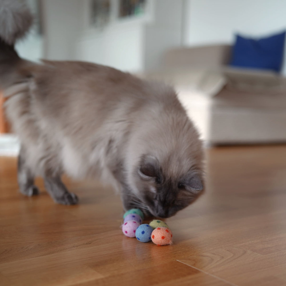 Katze spielt mit RAINBOW EGGS Katzenbällen auf Holzboden